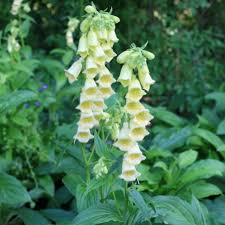 Image result for Digitalis grandiflora