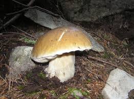 Attēlu rezultāti vaicājumam “Boletus edulis”