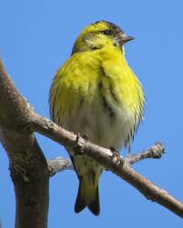 Attēlu rezultāti vaicājumam “Carduelis spinus male”