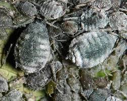 Attēlu rezultāti vaicājumam “Rhopalosiphum oxyacanthae”