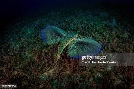 Image result for Dactylopterus volitans