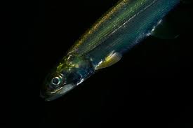 Image result for Elops saurus