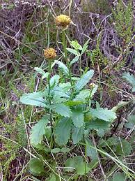 Attēlu rezultāti vaicājumam “Leucanthemum vulgare leaf”