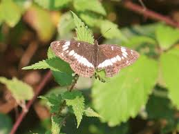 Attēlu rezultāti vaicājumam “Limenitis camilla upperside”