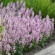 Attēlu rezultāti vaicājumam “Salvia nemorosa flower”