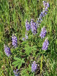 Attēlu rezultāti vaicājumam “Lupinus polyphyllus”