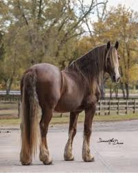Image result for chestnut friesian