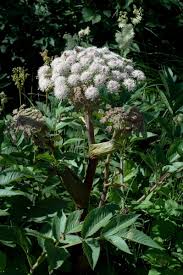 Attēlu rezultāti vaicājumam “Angelica sylvestris”