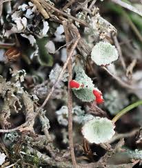 Attēlu rezultāti vaicājumam “Cladonia coccifera”