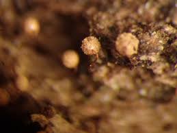 Attēlu rezultāti vaicājumam “Cribraria splendens”