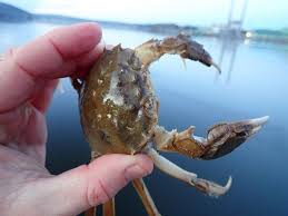 Image result for Eriocheir sinensis