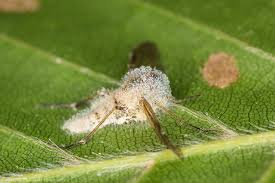 Attēlu rezultāti vaicājumam “Entomophthora”