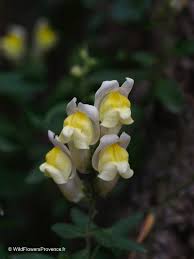 Attēlu rezultāti vaicājumam “Sium latifolium flower”