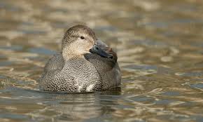 Attēlu rezultāti vaicājumam “Anas strepera female”