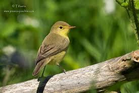 Image result for Hippolais polyglotta