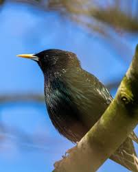 Attēlu rezultāti vaicājumam “Sturnus vulgaris male”
