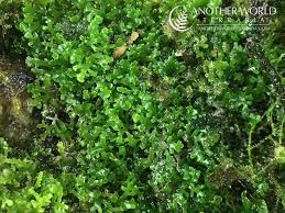 Attēlu rezultāti vaicājumam “Riccardia incurvata”