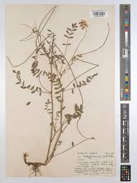 Attēlu rezultāti vaicājumam “Onobrychis arenaria leaf”