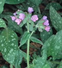 Image result for Pulmonaria officinalis