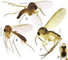 Attēlu rezultāti vaicājumam “Mycetophilidae”