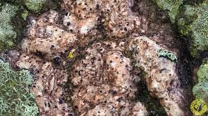 Attēlu rezultāti vaicājumam “Acrocordia gemmata”