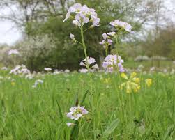 Attēlu rezultāti vaicājumam “Cardamine pratensis flower”