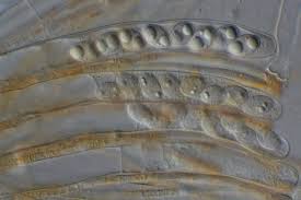 Attēlu rezultāti vaicājumam “Octospora humosa”