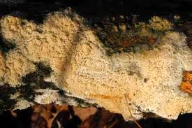 Attēlu rezultāti vaicājumam “Hyphodontia barba-jovis”