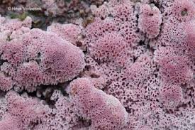 Attēlu rezultāti vaicājumam “Ceriporia excelsa”