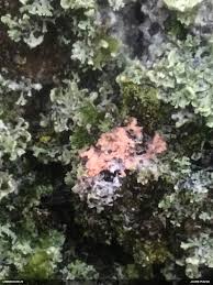 Attēlu rezultāti vaicājumam “Erythricium aurantiacum”