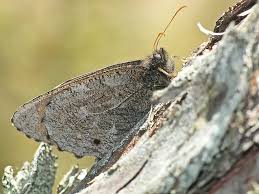 Attēlu rezultāti vaicājumam “Oeneis jutta”