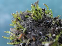 Attēlu rezultāti vaicājumam “Cladopodiella francisci”