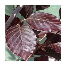 Attēlu rezultāti vaicājumam “Fagus sylvatica”