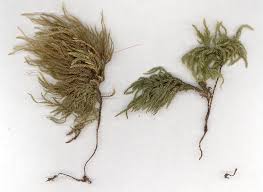 Attēlu rezultāti vaicājumam “Thamnobryum subserratum”