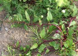 Attēlu rezultāti vaicājumam “Chenopodium polyspermum var. acutifolium”