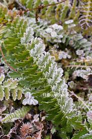 Attēlu rezultāti vaicājumam “Filipendula vulgaris leaf”