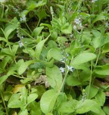 Image result for Veronica officinalis