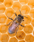 Bees are still dying Urge Congress to step up