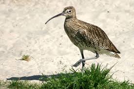 Attēlu rezultāti vaicājumam “Numenius arquata”