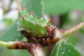 Attēlu rezultāti vaicājumam “Limenitis camilla underside”