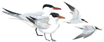 Attēlu rezultāti vaicājumam “Hydroprogne caspia”