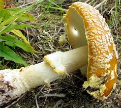 Attēlu rezultāti vaicājumam “Amanita regalis”