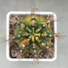 Image result for Gymnocalycium