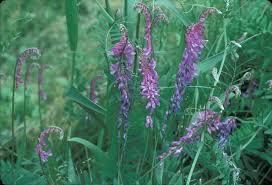 Attēlu rezultāti vaicājumam “Vicia cracca fruit”