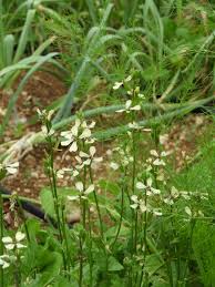 Attēlu rezultāti vaicājumam “Raphanus raphanistrum”