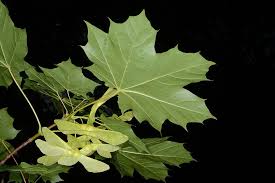 Attēlu rezultāti vaicājumam “Acer platanoides”