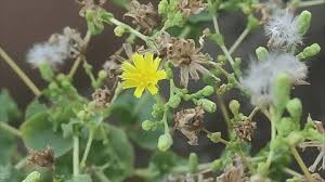 Attēlu rezultāti vaicājumam “Lactuca sativa flower”