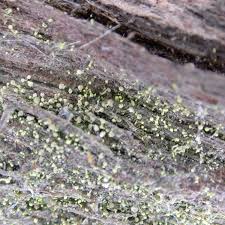 Attēlu rezultāti vaicājumam “Chaenotheca phaeocephala”