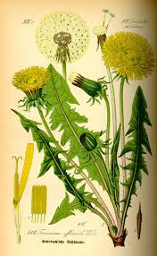 Attēlu rezultāti vaicājumam “Taraxacum officinale aggr. leaf”