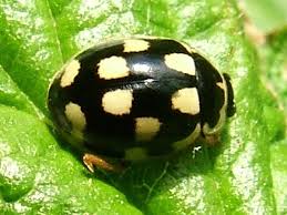 Attēlu rezultāti vaicājumam “Propylea quatuordecimpunctata”